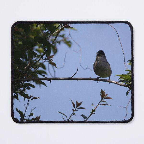 Item preview, Eurasian blackcap designed and sold by Calidris Fotografie Steffi & Ben Köppler.