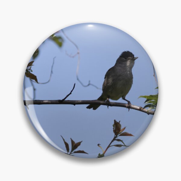 Item preview, Eurasian blackcap designed and sold by Calidris Fotografie Steffi & Ben Köppler.