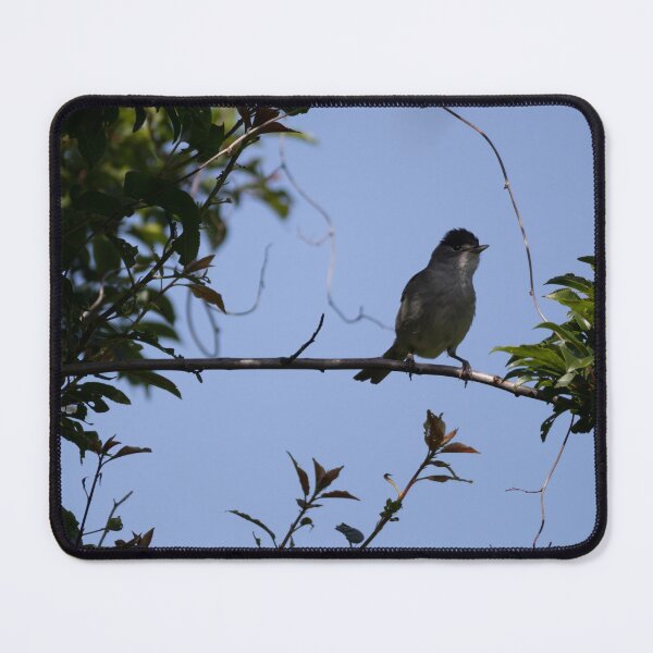 Item preview, Eurasian blackcap designed and sold by Calidris Fotografie Steffi & Ben Köppler.