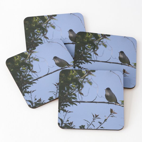 Item preview, Eurasian blackcap designed and sold by Calidris Fotografie Steffi & Ben Köppler.