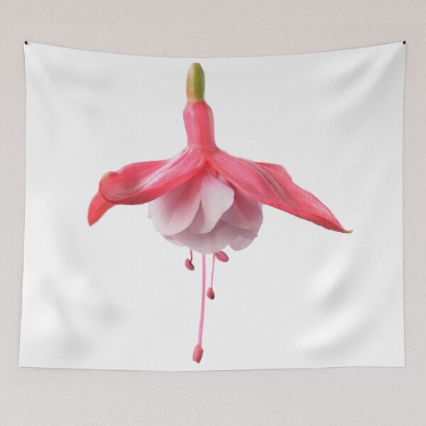 Aperçu de l'œuvre Fuchsia créée et vendue par Chris Burrows.