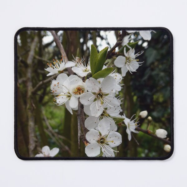 Item preview, Hawthorn from a hedgerow. designed and sold by JonDelorme.