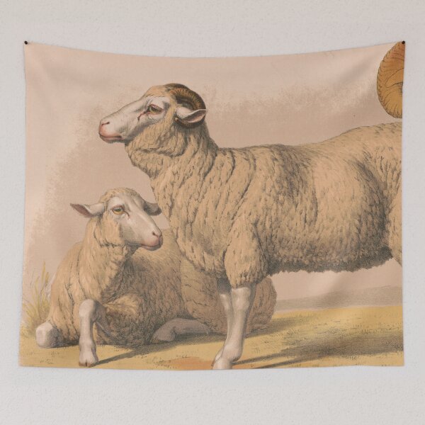 Item preview, Vintage Domestic Sheep Illustration (1874) designed and sold by BravuraMedia.