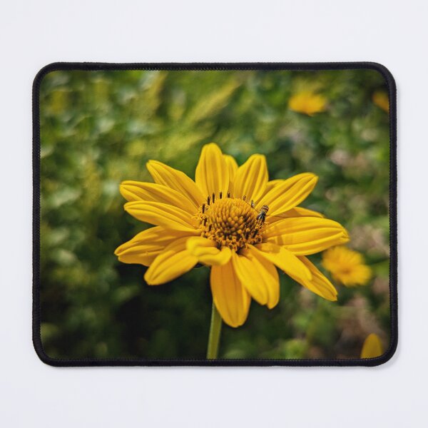 Item preview, Lowe Park designed and sold by Designed by Southern Minnesota Guy.