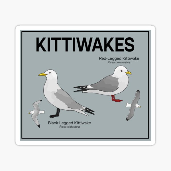 Item preview, Kittiwakes of the World designed and sold by taylorrowan.