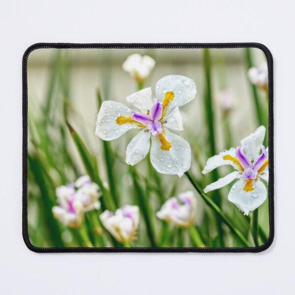 Item preview, African Iris With Droplets designed and sold by Kay Brewer.