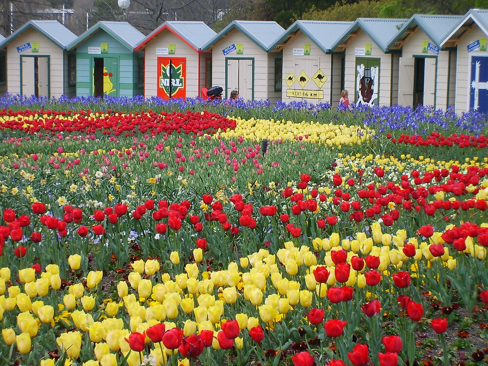 "Canberra Flower Show" by Viki Redbubble