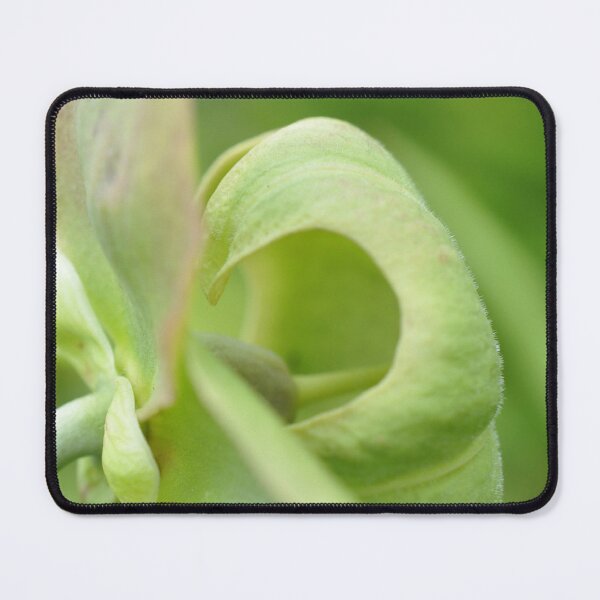 Artikelvorschau, Kannenpflanze Zusammenfassung [Groß] – Moderne botanische Fotografie – Frisches Frühlingsgrün entworfen und verkauft von SageFolio.