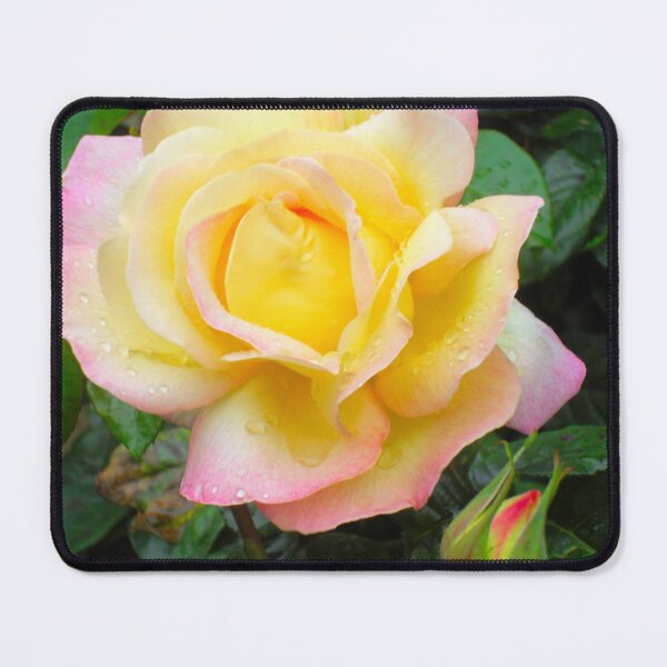 Item preview, Peace Rose Photo designed and sold by ArtVixen.