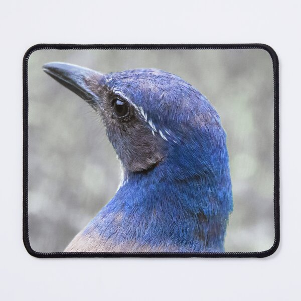 Item preview, California Scrub Jay designed and sold by CarolM.