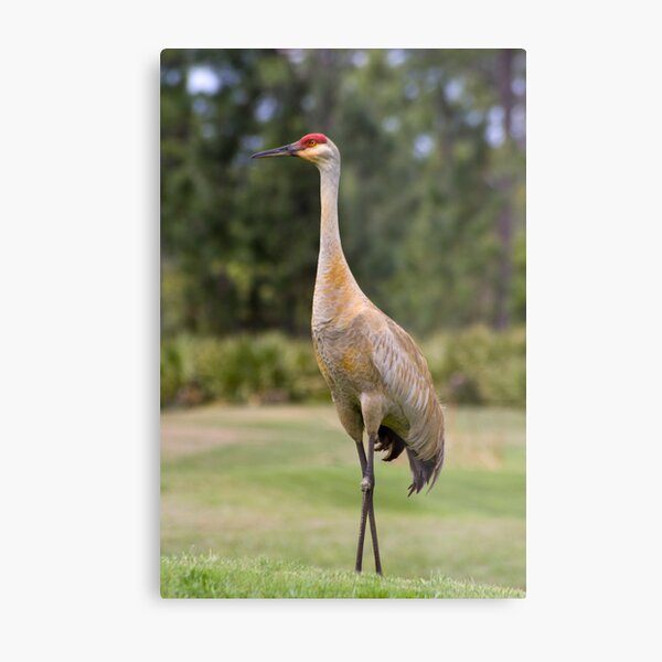 Sandhill Crane Family, Bird Photography, Florida Birds, Sandhill Crane  Photo, Nature, Wildlife Print, Crane Colts, Baby Birds, Baby Cranes -   Canada