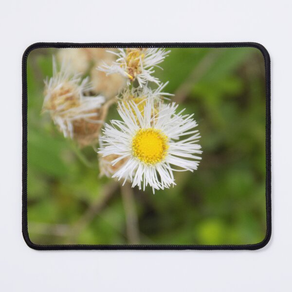 Item preview, Philadelphia fleabane designed and sold by Wolfie-Rose.