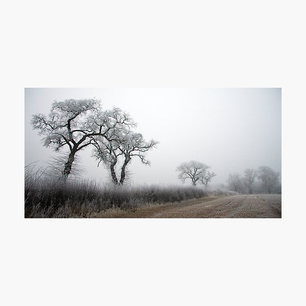 Silent Crows Photographic Print