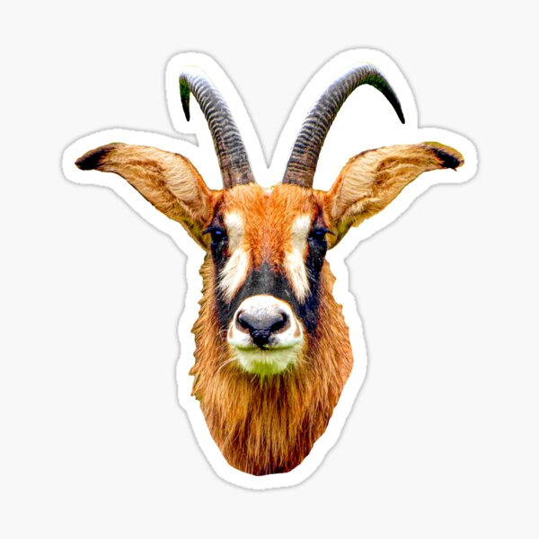 Item preview, Head  of a magnificent Roan buck antelope designed and sold by OwlOccasions.