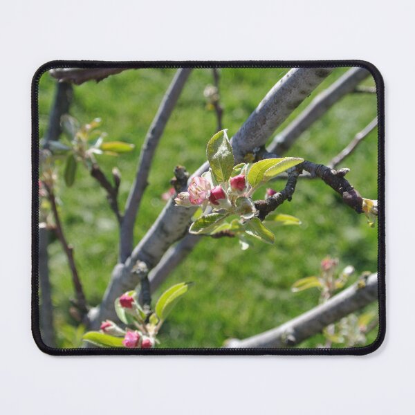 Item preview, Apple Blossoms designed and sold by errudd.