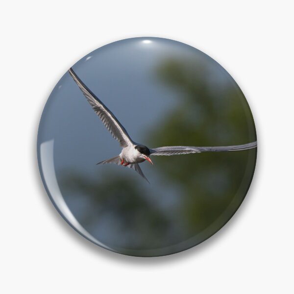 Item preview, Common Tern designed and sold by MTPhotos1406.