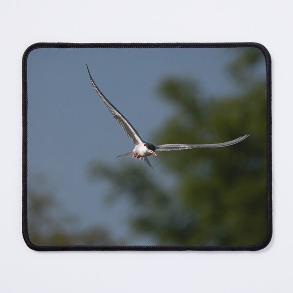 Item preview, Common Tern designed and sold by MTPhotos1406.