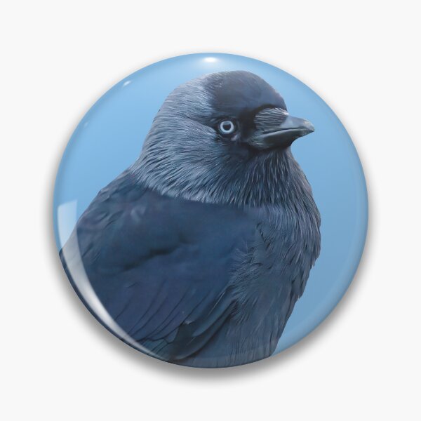 Item preview, Jackdaw in a Hawthorn tree designed and sold by Dalyndigital Photography.