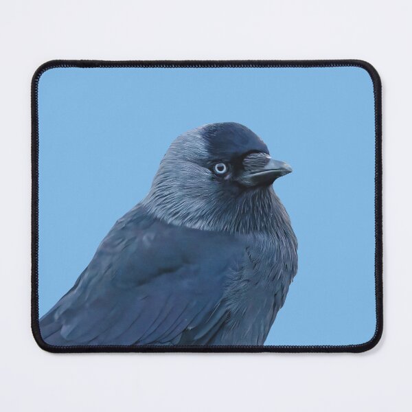Item preview, Jackdaw in a Hawthorn tree designed and sold by Dalyndigital Photography.