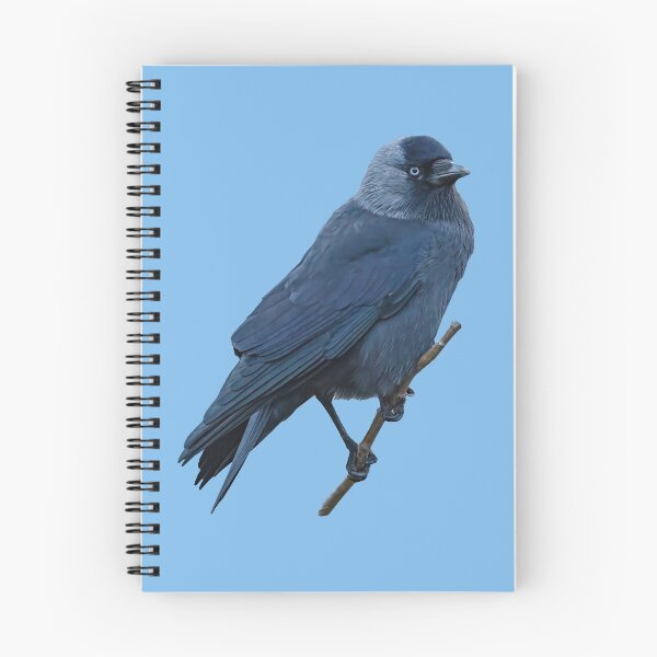 Item preview, Jackdaw in a Hawthorn tree designed and sold by Dalyndigital Photography.