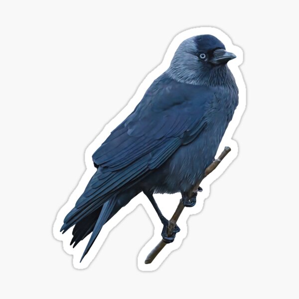 Item preview, Jackdaw in a Hawthorn tree designed and sold by OwlOccasions.
