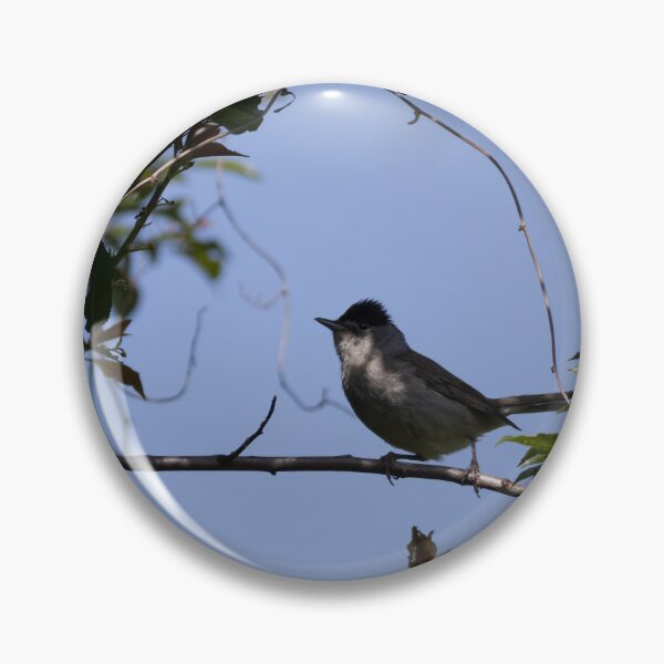 Item preview, Eurasian Blackcap designed and sold by Calidris Fotografie Steffi & Ben Köppler.