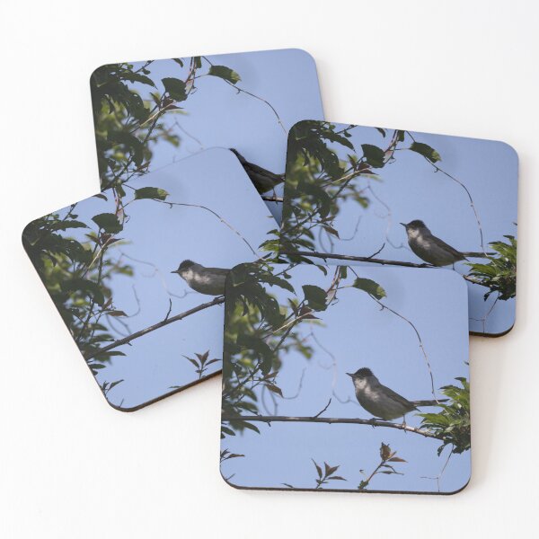 Item preview, Eurasian Blackcap designed and sold by Calidris Fotografie Steffi & Ben Köppler.