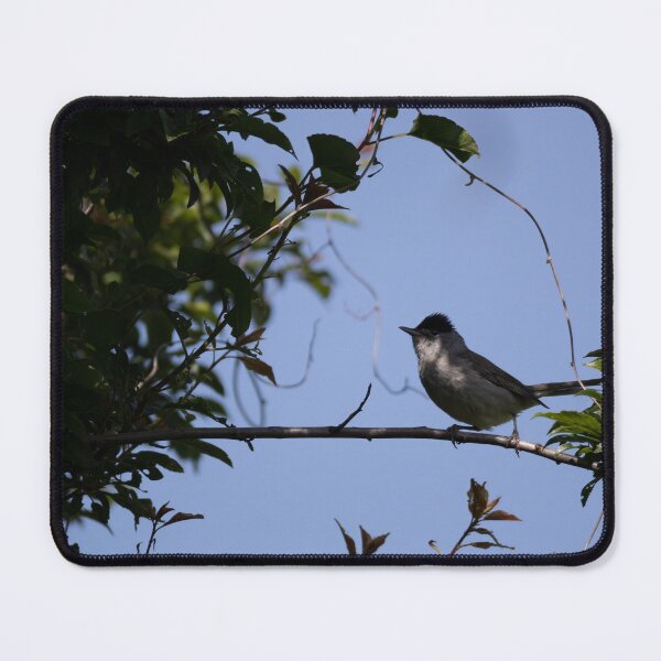 Item preview, Eurasian Blackcap designed and sold by Calidris Fotografie Steffi & Ben Köppler.