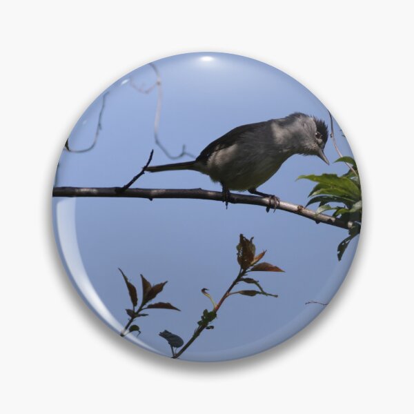 Item preview, Eurasian Blackcap designed and sold by Calidris Fotografie Steffi & Ben Köppler.