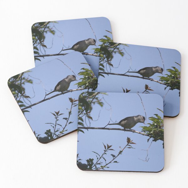 Item preview, Eurasian Blackcap designed and sold by Calidris Fotografie Steffi & Ben Köppler.