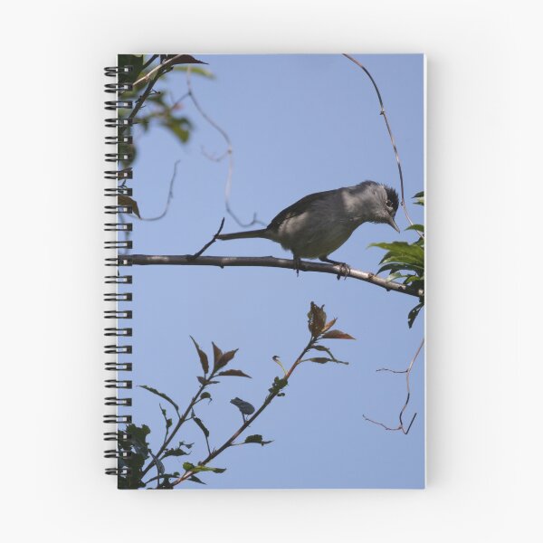 Item preview, Eurasian Blackcap designed and sold by Calidris Fotografie Steffi & Ben Köppler.