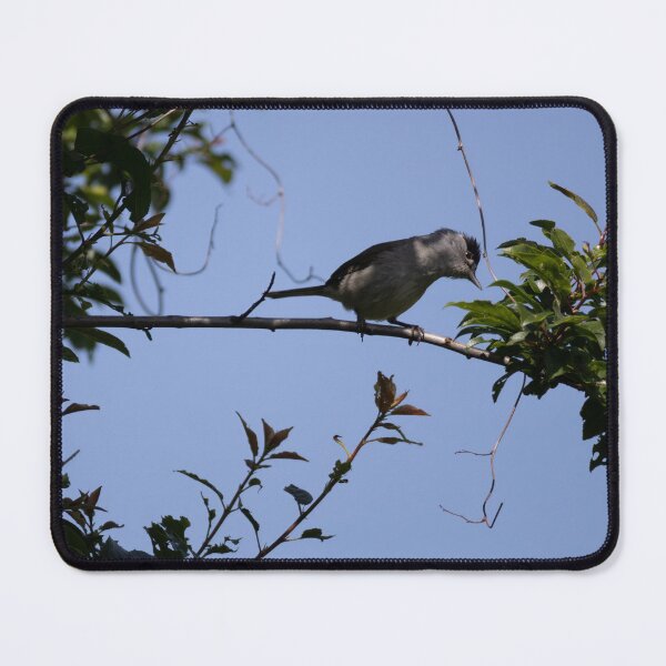 Item preview, Eurasian Blackcap designed and sold by Calidris Fotografie Steffi & Ben Köppler.