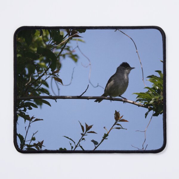 Item preview, Eurasian blackcap designed and sold by Calidris Fotografie Steffi & Ben Köppler.