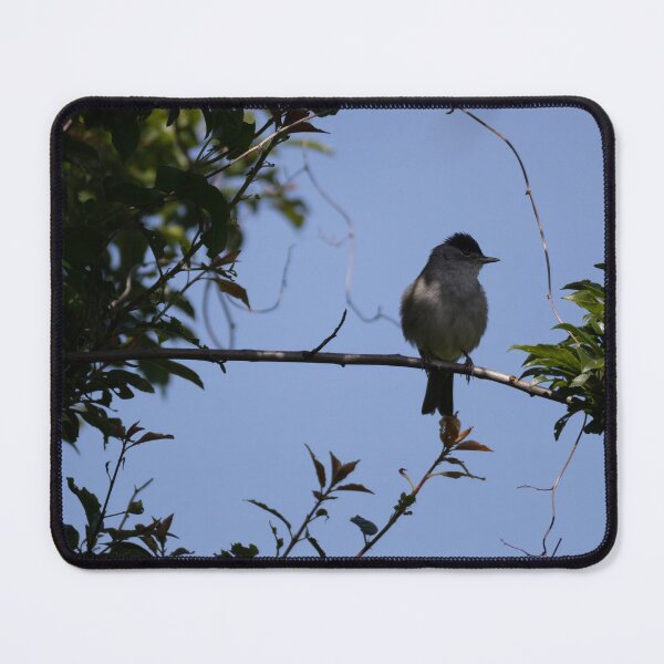 Item preview, Eurasian blackcap designed and sold by Calidris Fotografie Steffi & Ben Köppler.