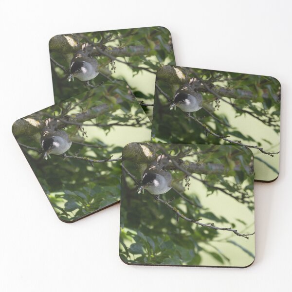 Item preview, Eurasian blackcap designed and sold by Calidris Fotografie Steffi & Ben Köppler.