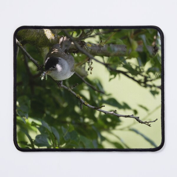 Item preview, Eurasian blackcap designed and sold by Calidris Fotografie Steffi & Ben Köppler.