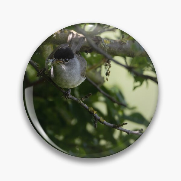 Item preview, Eurasian blackcap designed and sold by Calidris Fotografie Steffi & Ben Köppler.
