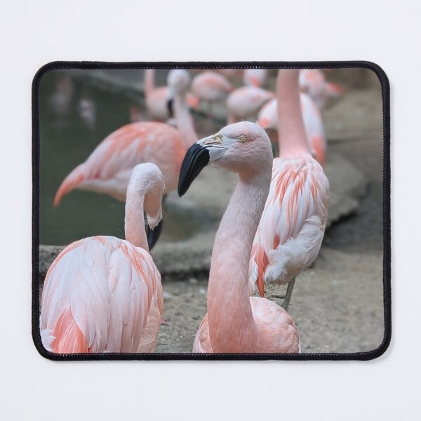 Item preview, A Flock of Friendly Flamingos designed and sold by TheRealDanniX.