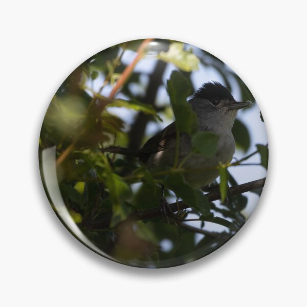 Item preview, Eurasian blackcap designed and sold by Calidris Fotografie Steffi & Ben Köppler.
