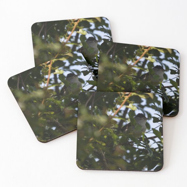 Item preview, Eurasian blackcap designed and sold by Calidris Fotografie Steffi & Ben Köppler.