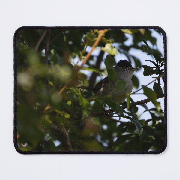 Item preview, Eurasian blackcap designed and sold by Calidris Fotografie Steffi & Ben Köppler.
