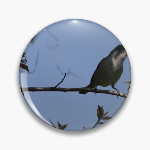 Item preview, Eurasian blackcap designed and sold by Calidris Fotografie Steffi & Ben Köppler.