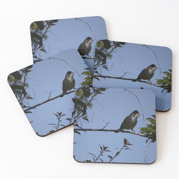 Item preview, Eurasian blackcap designed and sold by Calidris Fotografie Steffi & Ben Köppler.