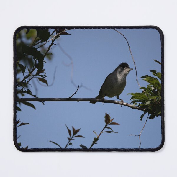 Item preview, Eurasian blackcap designed and sold by Calidris Fotografie Steffi & Ben Köppler.