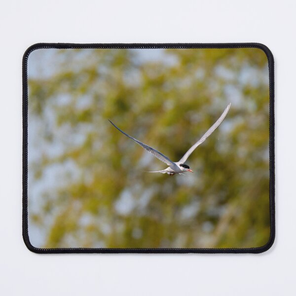 Item preview, Common Tern designed and sold by MTPhotos1406.