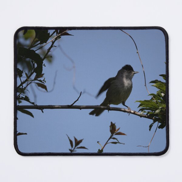 Item preview, Eurasian blackcap designed and sold by Calidris Fotografie Steffi & Ben Köppler.