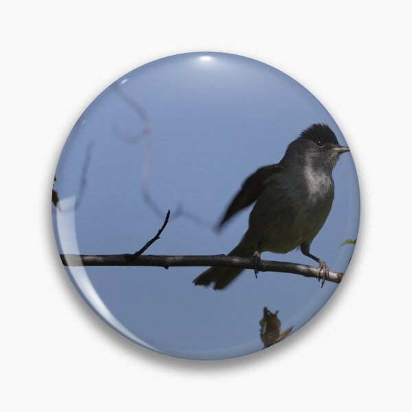 Item preview, Eurasian blackcap designed and sold by Calidris Fotografie Steffi & Ben Köppler.