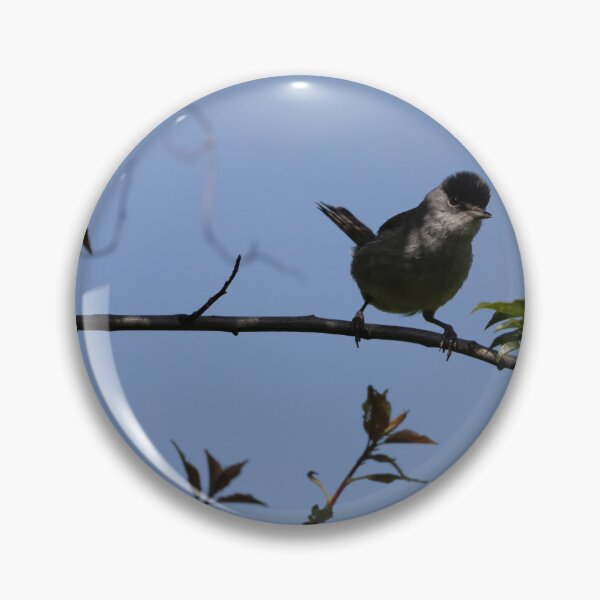 Item preview, Eurasian blackcap designed and sold by Calidris Fotografie Steffi & Ben Köppler.