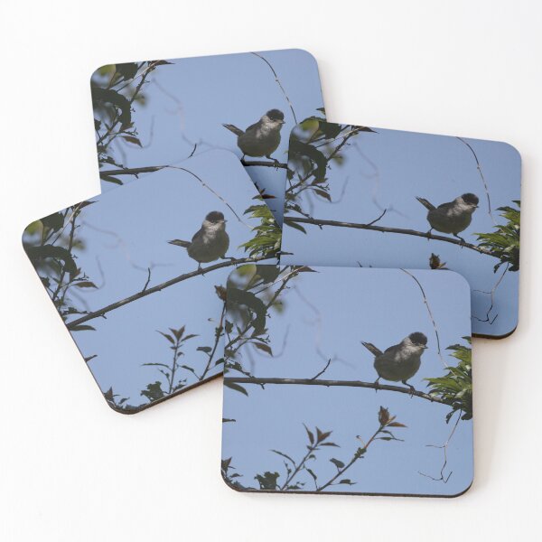 Item preview, Eurasian blackcap designed and sold by Calidris Fotografie Steffi & Ben Köppler.