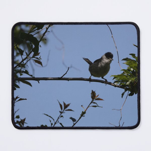 Item preview, Eurasian blackcap designed and sold by Calidris Fotografie Steffi & Ben Köppler.